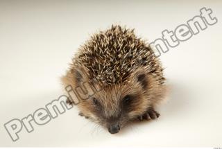 Hedgehog - Erinaceus europaeus  0071